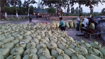 200吨饲料枣、烂枣、枣皮批发 乐陵市海丰饲料原料销售中心价格优势与产品实拍