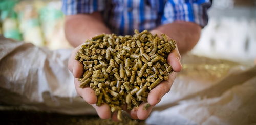 盘点2020年生猪行业十大关键词 饲料原料销售视角